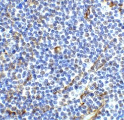 Invitrogen ICOS (CD278) Polyclonal Antibody 100 &mu;g; Unconjugated:Antibodies,