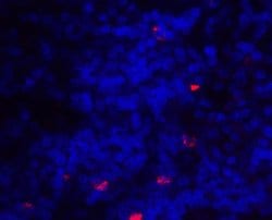 Invitrogen CD275 (B7-H2) Polyclonal Antibody 100 &mu;g; Unconjugated:Antibodies,