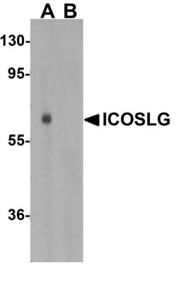 Invitrogen CD275 (B7-H2) Polyclonal Antibody 100 &mu;g; Unconjugated:Antibodies,