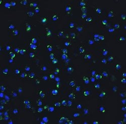 Invitrogen IRF7 Polyclonal Antibody 100 &mu;g; Unconjugated:Antibodies,