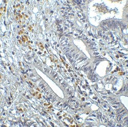 Invitrogen IRF7 Polyclonal Antibody 100 &mu;g; Unconjugated:Antibodies,