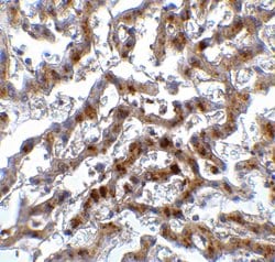 Invitrogen IRF7 Polyclonal Antibody 100 &mu;g; Unconjugated:Antibodies,
