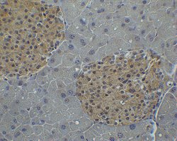 Invitrogen IRF7 Polyclonal Antibody 100 &mu;g; Unconjugated:Antibodies,