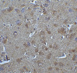 Invitrogen IRF7 Polyclonal Antibody 100 &mu;g; Unconjugated:Antibodies,