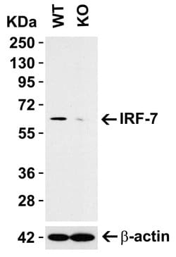 Invitrogen IRF7 Polyclonal Antibody 100 &mu;g; Unconjugated:Antibodies,