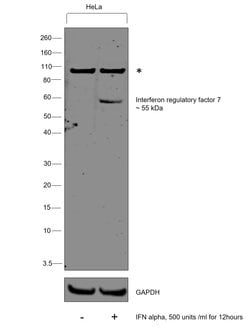 Invitrogen IRF7 Polyclonal Antibody 100 &mu;g; Unconjugated:Antibodies,