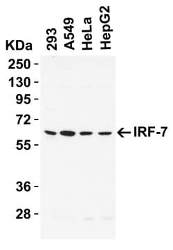 Invitrogen IRF7 Polyclonal Antibody 100 &mu;g; Unconjugated:Antibodies,
