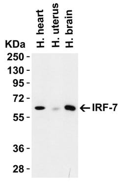 Invitrogen IRF7 Polyclonal Antibody 100 &mu;g; Unconjugated:Antibodies,