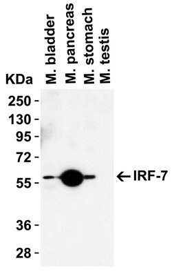 Invitrogen IRF7 Polyclonal Antibody 100 &mu;g; Unconjugated:Antibodies,