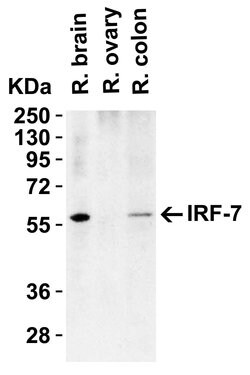 Invitrogen IRF7 Polyclonal Antibody 100 &mu;g; Unconjugated:Antibodies,