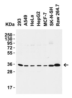 Invitrogen SIGLEC15 Polyclonal Antibody 100 &mu;g; Unconjugated:Antibodies,