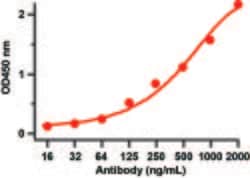 Invitrogen SARS-CoV-2 Spike Protein (RBD) Polyclonal Antibody 100 &mu;g;