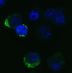 Invitrogen SARS-CoV-2 Spike Protein (RBD) Polyclonal Antibody 100 &mu;g;