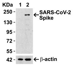 Invitrogen SARS-CoV-2 Spike Protein (RBD) Polyclonal Antibody 100 &mu;g;