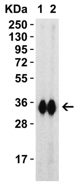 Invitrogen SARS-CoV-2 Spike Protein (RBD) Polyclonal Antibody 100 &mu;g;
