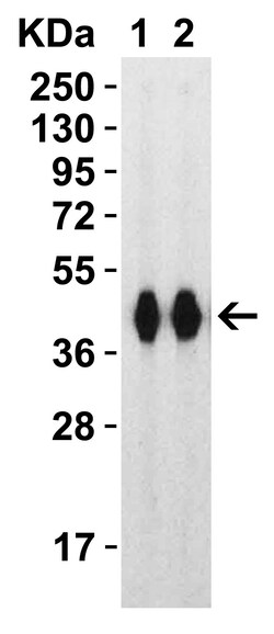 Invitrogen SARS-CoV-2 Spike Protein (RBD) Polyclonal Antibody 100 &mu;g;