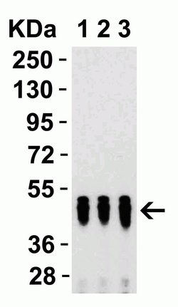 Invitrogen SARS-CoV-2 Nucleocapsid Polyclonal Antibody 100 &mu;g; Unconjugated:Antibodies,