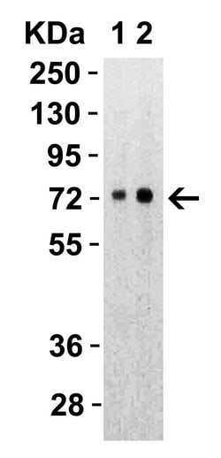 Invitrogen SARS-CoV-2 Spike Protein S2 Polyclonal Antibody 100 &mu;g; Unconjugated:Antibodies,