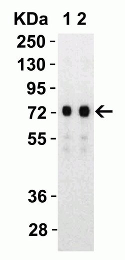 Invitrogen SARS-CoV-2 Spike Protein S2 Polyclonal Antibody 100 &mu;g; Unconjugated:Antibodies,