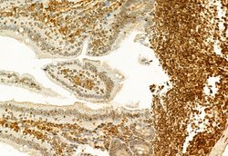 Invitrogen H3K27me3 Polyclonal Antibody 100 &mu;L | Buy Online | Invitrogen&trade; | Fisher Scientific