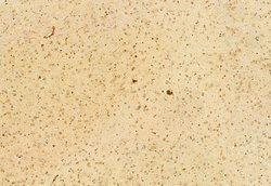 Invitrogen H3K27me3 Polyclonal Antibody 100 &mu;L | Buy Online | Invitrogen&trade; | Fisher Scientific