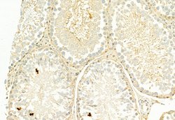 Invitrogen H3K27me3 Polyclonal Antibody 100 &mu;L | Buy Online | Invitrogen&trade; | Fisher Scientific