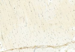 Invitrogen H3K27me3 Polyclonal Antibody 100 &mu;L | Buy Online | Invitrogen&trade; | Fisher Scientific