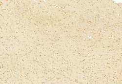 Invitrogen H3K27me3 Polyclonal Antibody 100 &mu;L | Buy Online | Invitrogen&trade; | Fisher Scientific