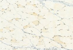 Invitrogen H3K27me3 Polyclonal Antibody 100 &mu;L | Buy Online | Invitrogen&trade; | Fisher Scientific