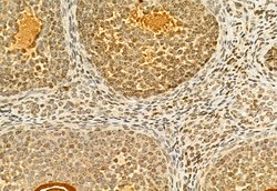 Invitrogen H3K27me3 Polyclonal Antibody 100 &mu;L | Buy Online | Invitrogen&trade; | Fisher Scientific