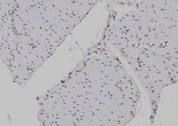 Invitrogen H3K4me3 Polyclonal Antibody 100 &mu;L; Unconjugated:Antibodies,