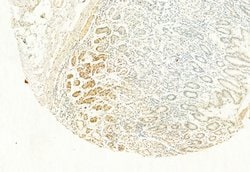 Invitrogen H3K4me3 Polyclonal Antibody 100 &mu;L; Unconjugated:Antibodies,