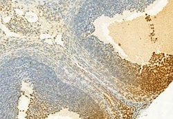 Invitrogen H3K4me3 Polyclonal Antibody 100 &mu;L; Unconjugated:Antibodies,
