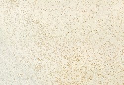 Invitrogen H3K4me3 Polyclonal Antibody 100 &mu;L; Unconjugated:Antibodies,