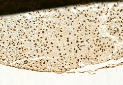 Invitrogen H3K4me3 Polyclonal Antibody 100 &mu;L; Unconjugated:Antibodies,