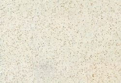 Invitrogen H3K4me3 Polyclonal Antibody 100 &mu;L; Unconjugated:Antibodies,