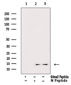 Invitrogen H3K4me3 Polyclonal Antibody 100 &mu;L; Unconjugated:Antibodies,