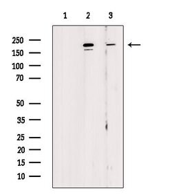 Invitrogen Phospho-53BP1 (Ser25, Ser29) Polyclonal Antibody 100 &mu;L | Buy Online | Invitrogen&trade; | Fisher Scientific