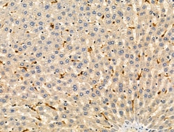 Invitrogen Phospho-TNFAIP3 (Ser381) Polyclonal Antibody 100 &mu;L; Unconjugated:Antibodies,