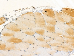 Invitrogen Phospho-TNFAIP3 (Ser381) Polyclonal Antibody 100 &mu;L; Unconjugated:Antibodies,