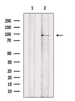 Invitrogen Phospho-TNFAIP3 (Ser381) Polyclonal Antibody 100 &mu;L; Unconjugated:Antibodies,
