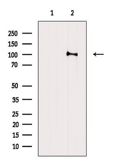 Invitrogen Phospho-Catenin alpha-1 (Ser655, Thr658) Polyclonal Antibody