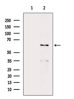 Invitrogen Phospho-AMPK alpha-1,2 (Thr172) Polyclonal Antibody 100 &mu;L;