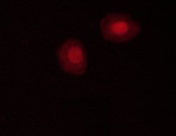Invitrogen Phospho-AMPK alpha-1,2 (Thr172) Polyclonal Antibody 100 &mu;L;