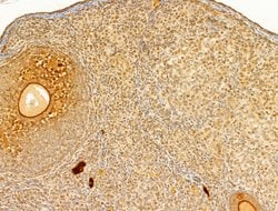 Invitrogen Phospho-AMPK alpha-1,2 (Thr172) Polyclonal Antibody 100 &mu;L;