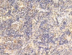 Invitrogen Phospho-AMPK alpha-1,2 (Thr172) Polyclonal Antibody 100 &mu;L;