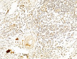Invitrogen Phospho-AMPK alpha-1,2 (Thr172) Polyclonal Antibody 100 &mu;L;