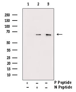 Invitrogen Phospho-AMPK alpha-1,2 (Thr172) Polyclonal Antibody 100 &mu;L;