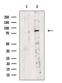 Invitrogen Phospho-beta Catenin (Tyr333) Polyclonal Antibody 100 &mu;L;