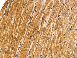 Invitrogen Phospho-BID (Ser78) Polyclonal Antibody 100 &mu;L; Unconjugated:Antibodies,